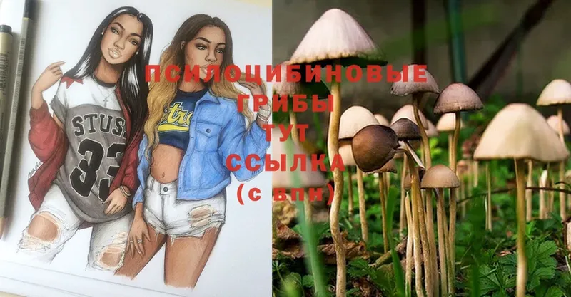 Галлюциногенные грибы Psilocybe  Артёмовск 